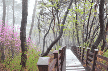 산림욕장