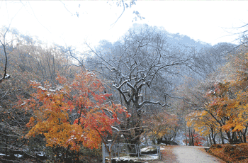 모과나무