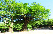 龟岩寺银杏树