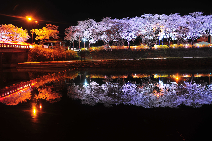 玉川谷樱花节