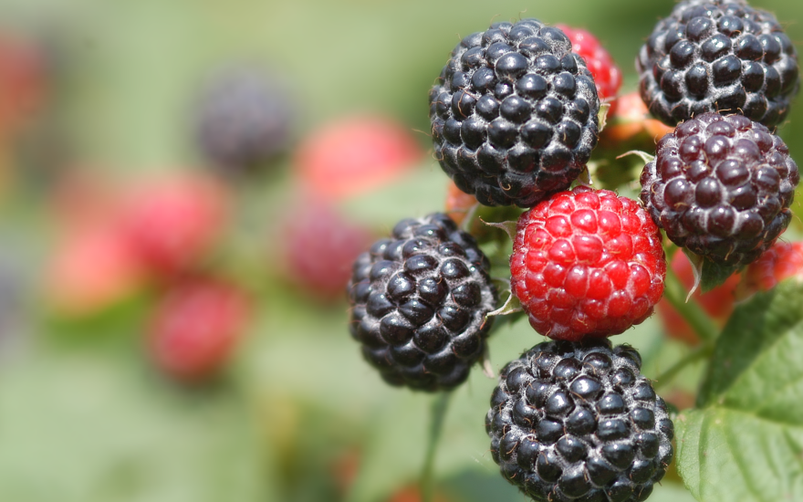 Raspberries