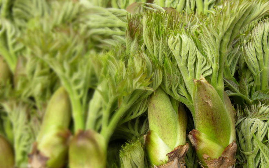 Bud of Aralia Elater