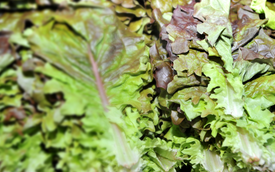 Lettuce