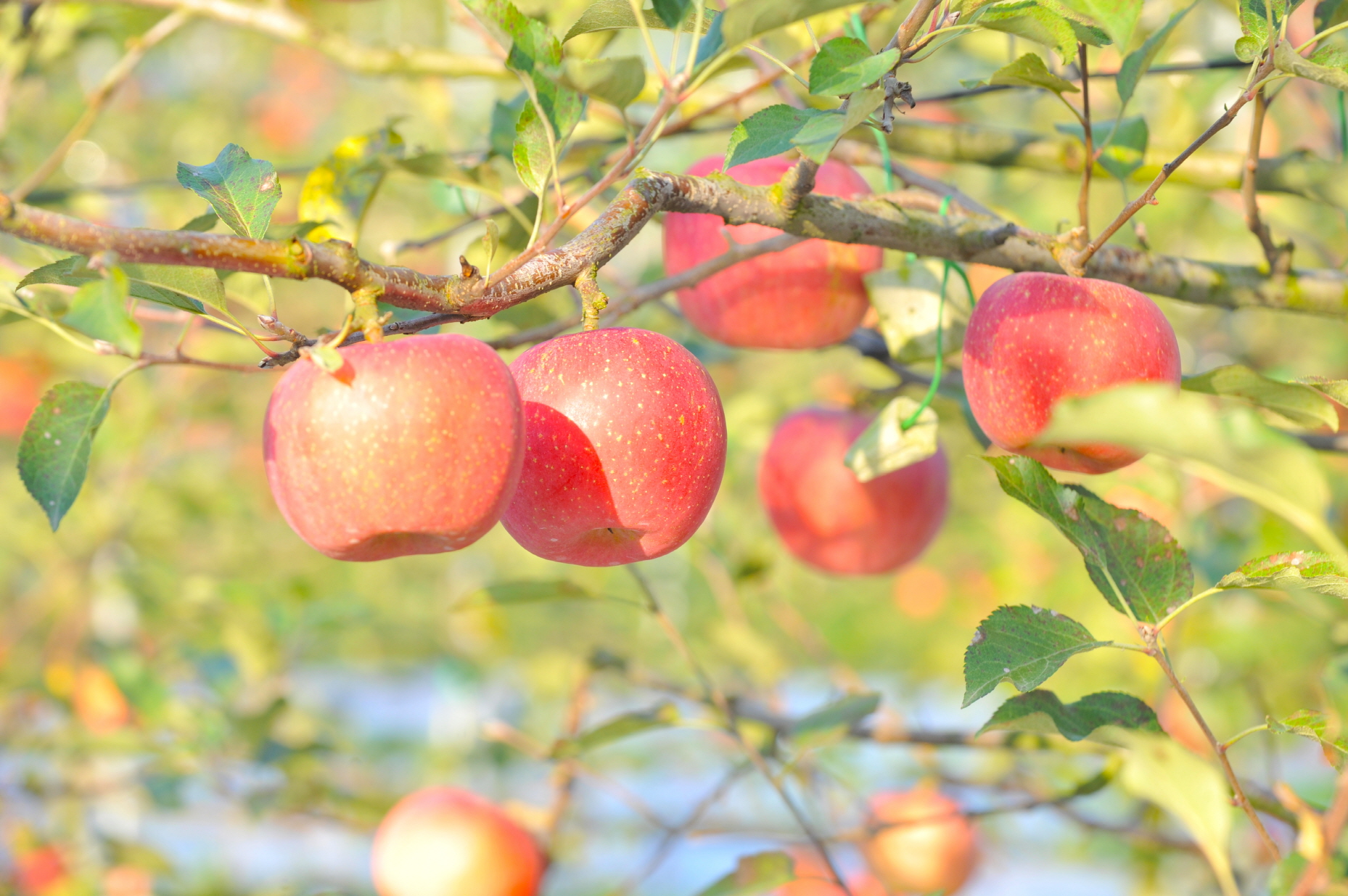 순창군, 과수 화상병 유입 차단…사과·배 농가 맞춤형 약제 공급 완료 - 경제 | 코리아NEWS