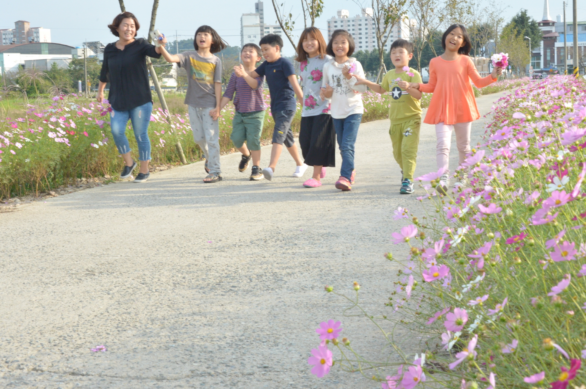 무수정코스모스길DSC_2408