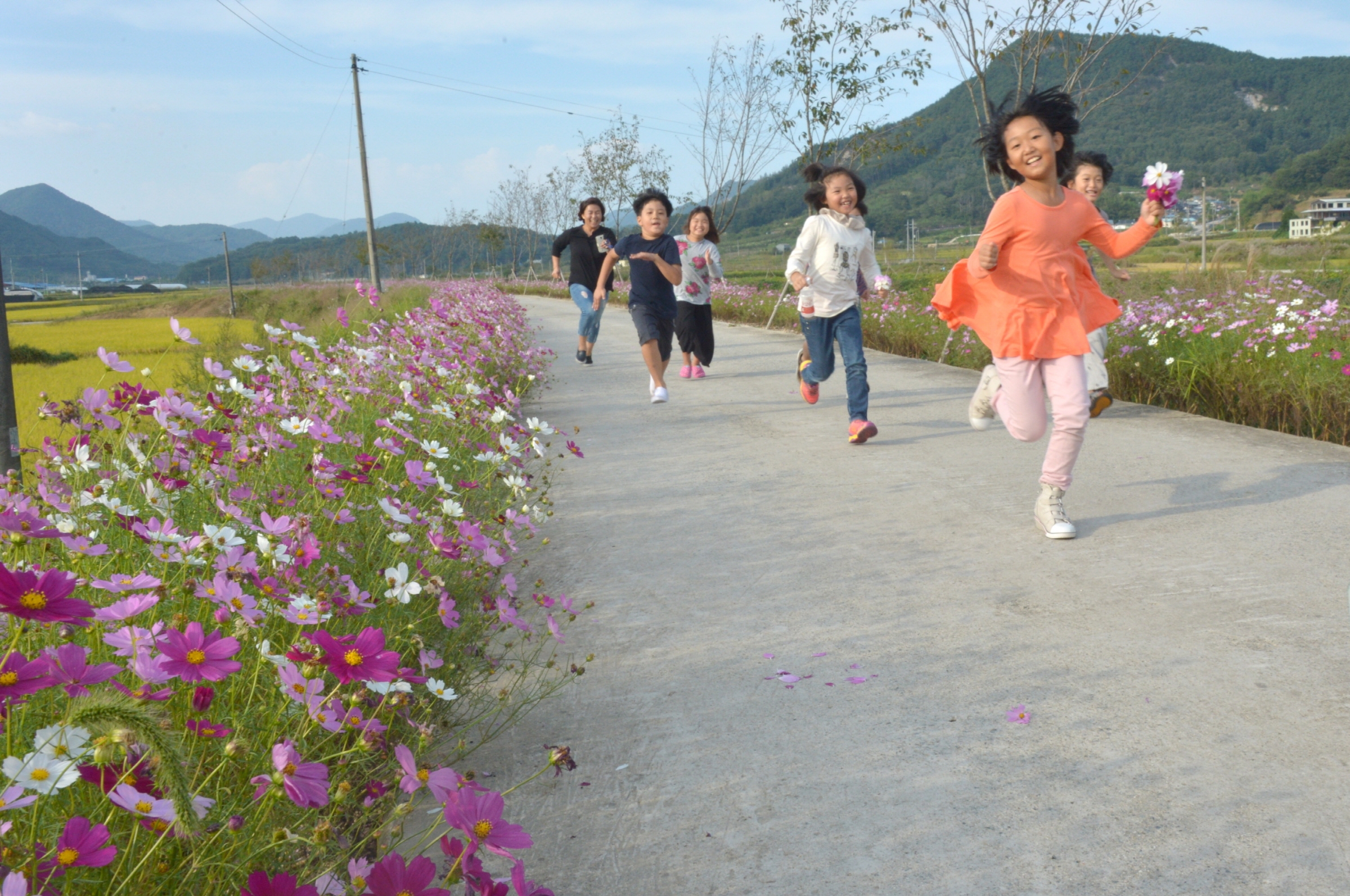 무수정코스모스길DSC_2446