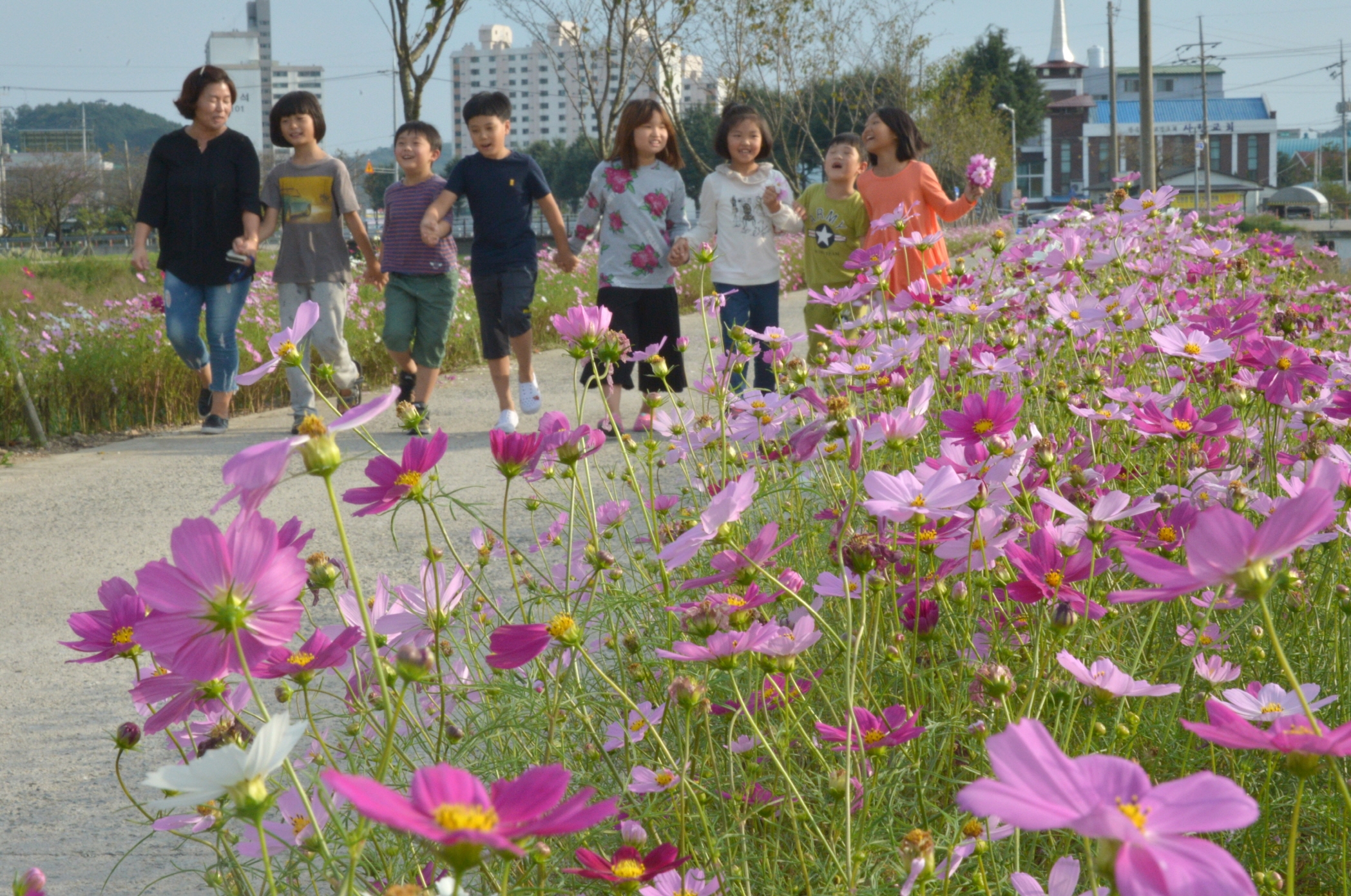 무수정코스모스길DSC_2389