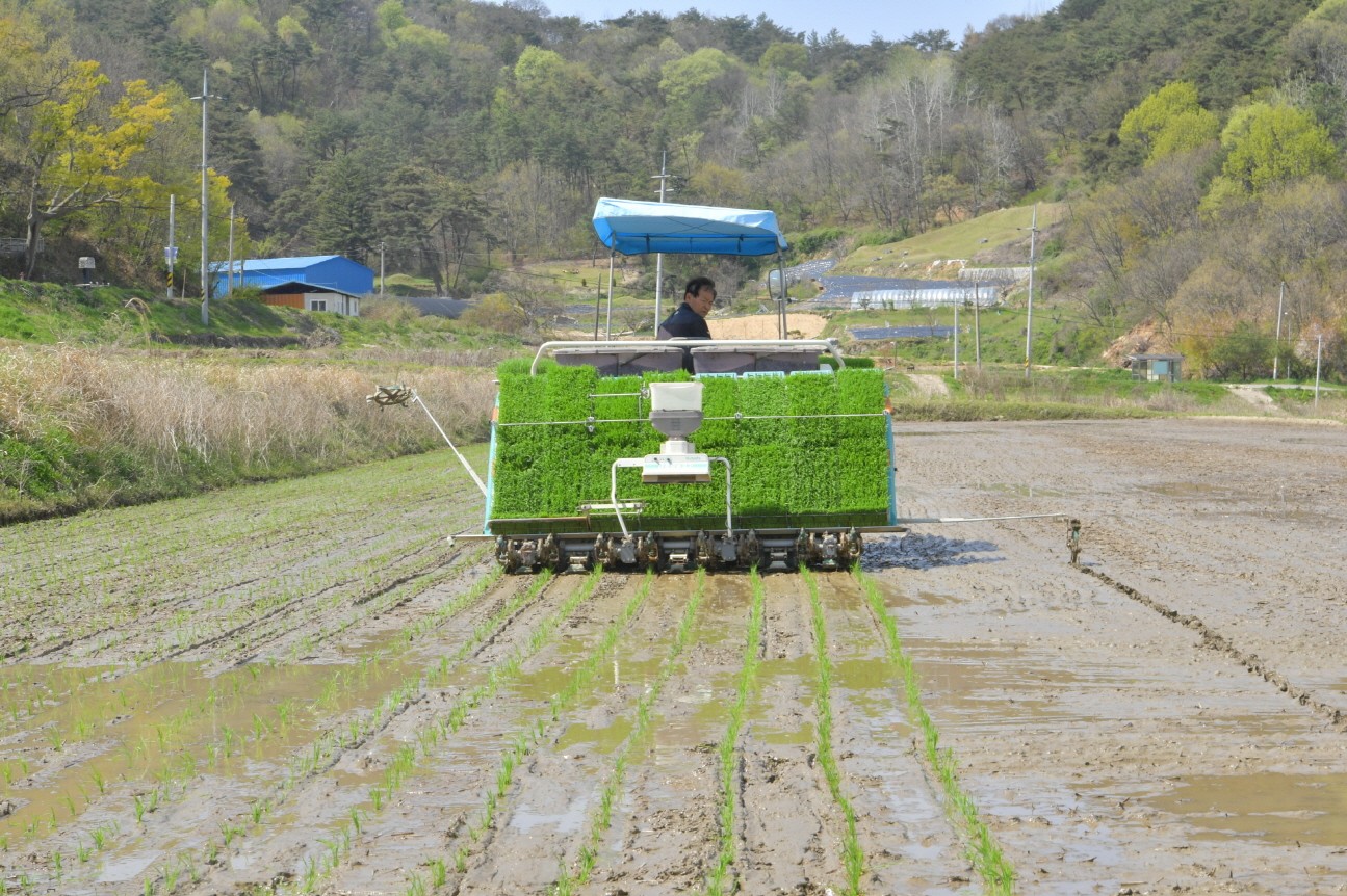 첫모내기