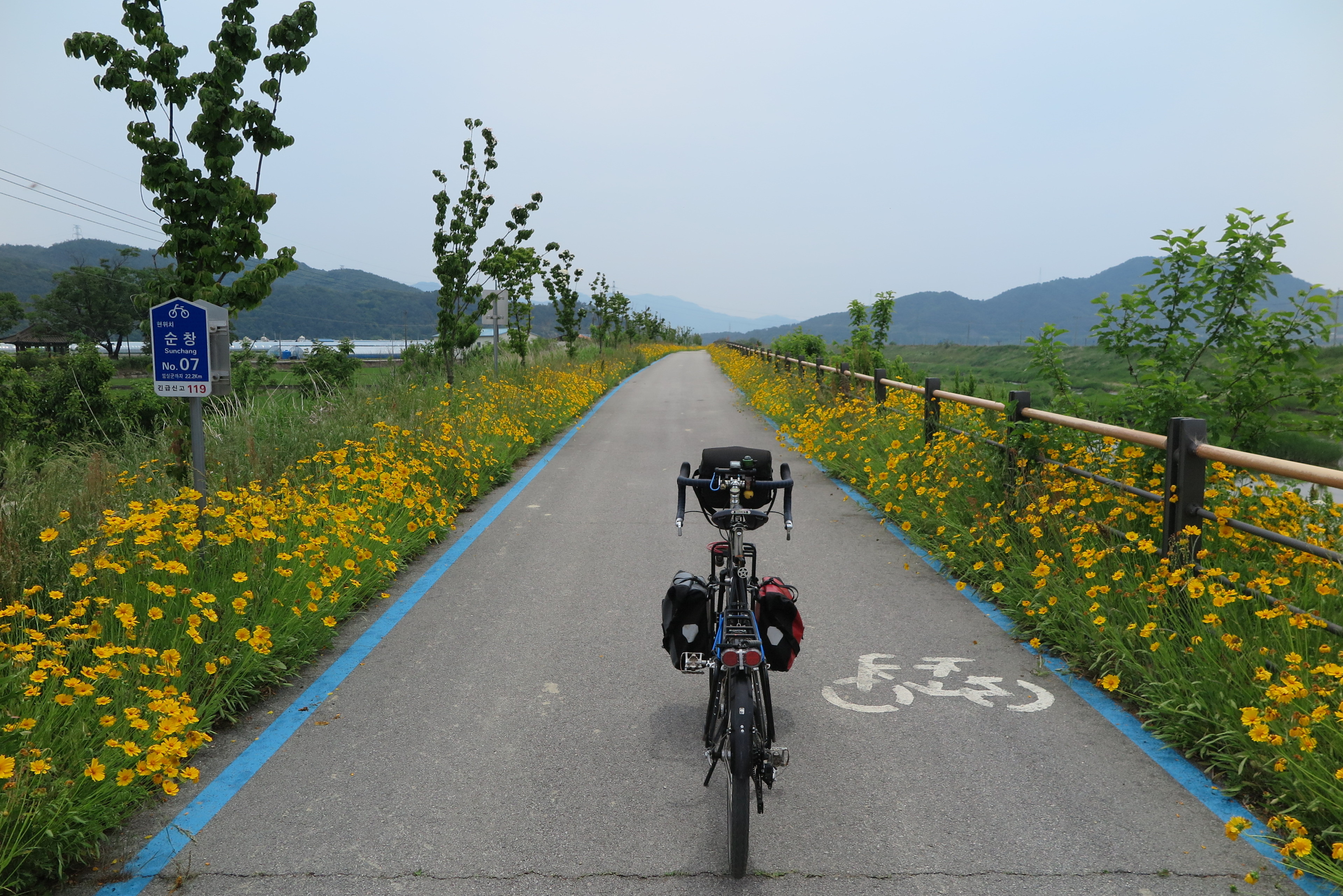 금계국_라이딩_5.jpg