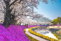 17-64. 양지천에 피어난 봄.jpg