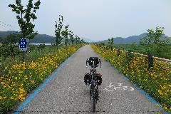 금계국_라이딩_5.jpg
