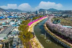 2-61. 양지천의 꽃길.jpg