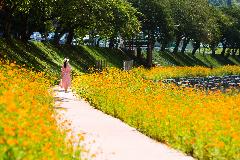 32-98. 양지천 꽃길따라.JPG