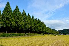 강천산 가는길  메타세콰이아 가로수1 DSC_0743.jpg