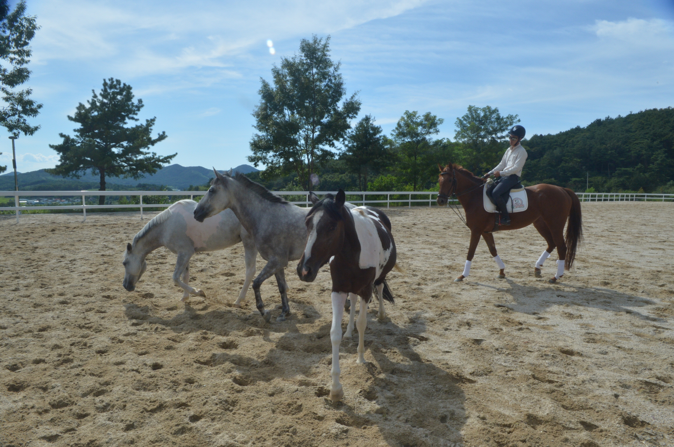공공승마장 DSC_2401-1.jpg