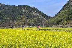 채계산 출렁다리 유채꽃 DSC_2339.jpg