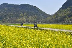 채계산 유채꽃 스쿠터 DSC_2098.JPG