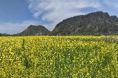 순창 적성들 유채 DJI_20240412125534_0643_D_1.jpg