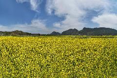 순창 적성들 유채 _0610_D_1.jpg