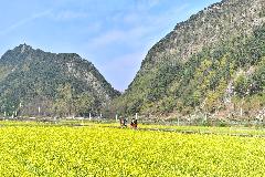 채계산 출렁다리 유채꽃_1.jpg