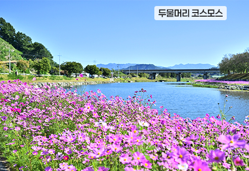 21. 두물머리 코스모스