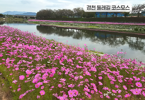07. 경천 둘레길 코스모스
