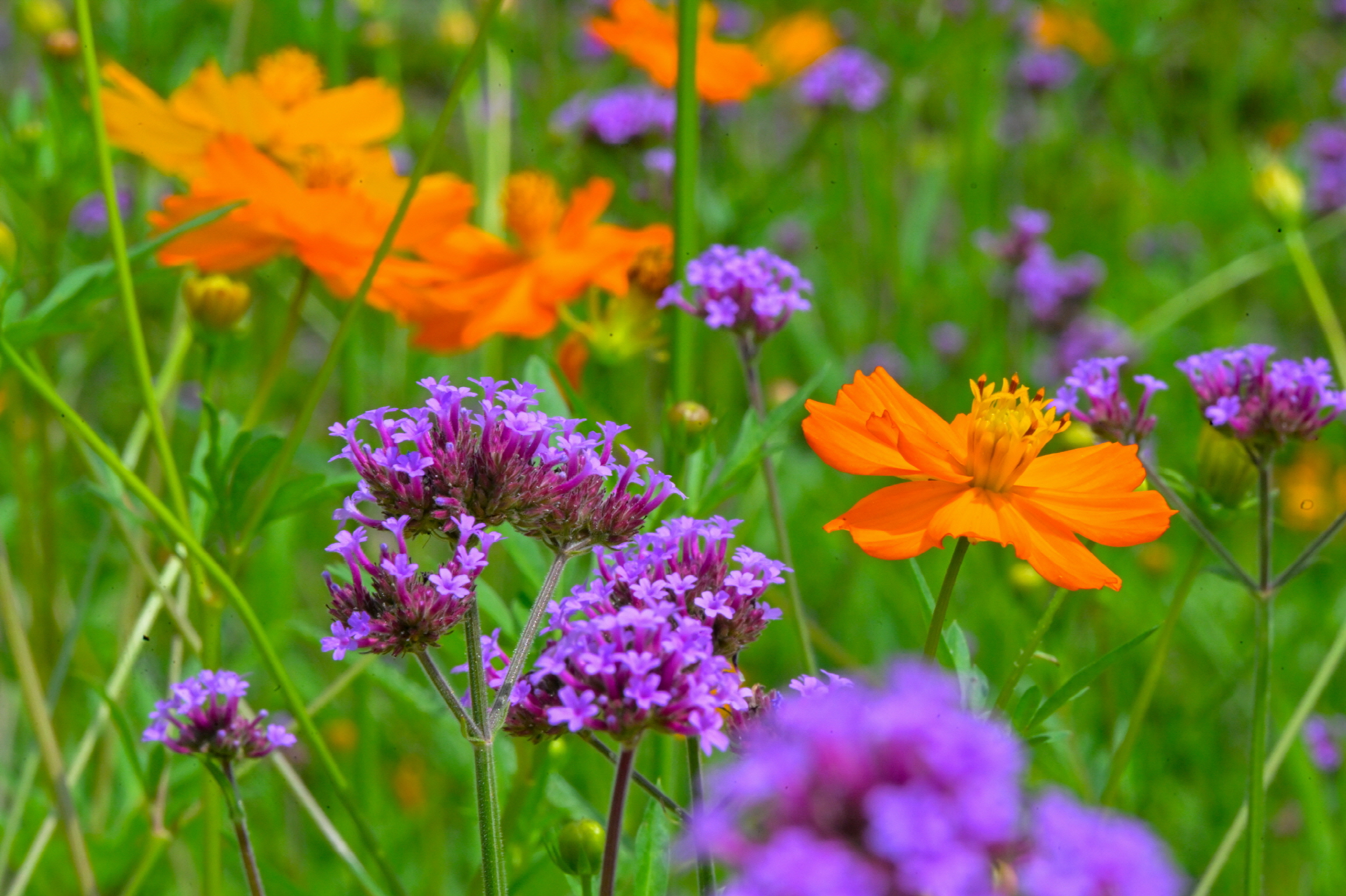 순창 양지천 코스모스