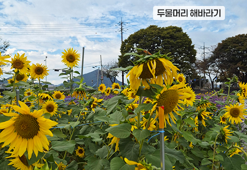 06. 두물머리 해바라기