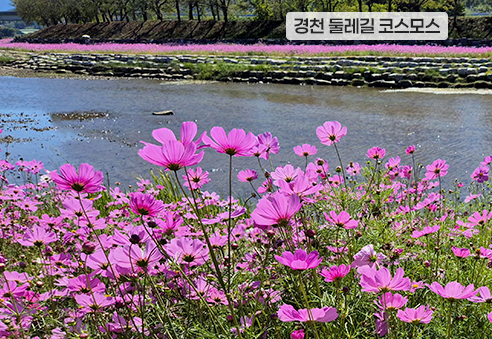 04. 경천 둘레길 코스모스