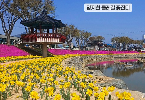 15. 양지천 둘레길 꽃잔디