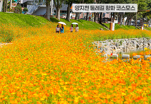 13. 양지천 둘레길 황화 코스모스