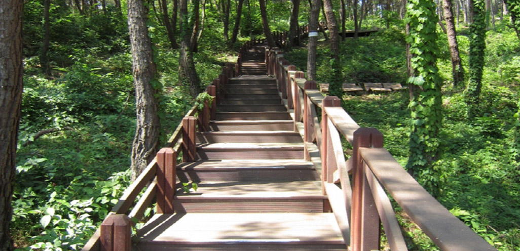 편백숲 산책로 사진