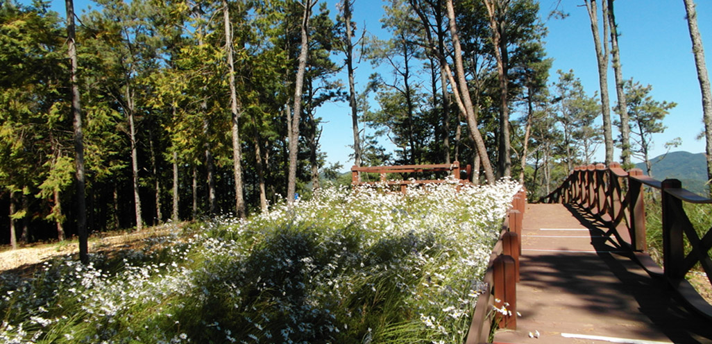 편백숲 산책로 사진