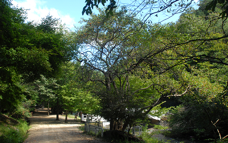 刚泉寺木瓜树（纪念物97号）