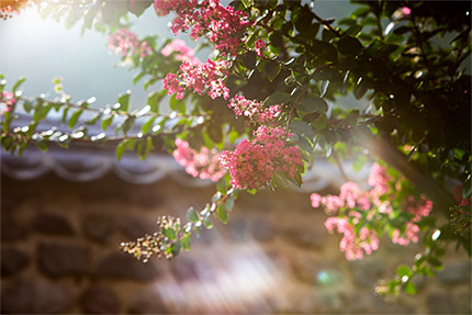 군화 - 백일홍(배롱나무꽃)