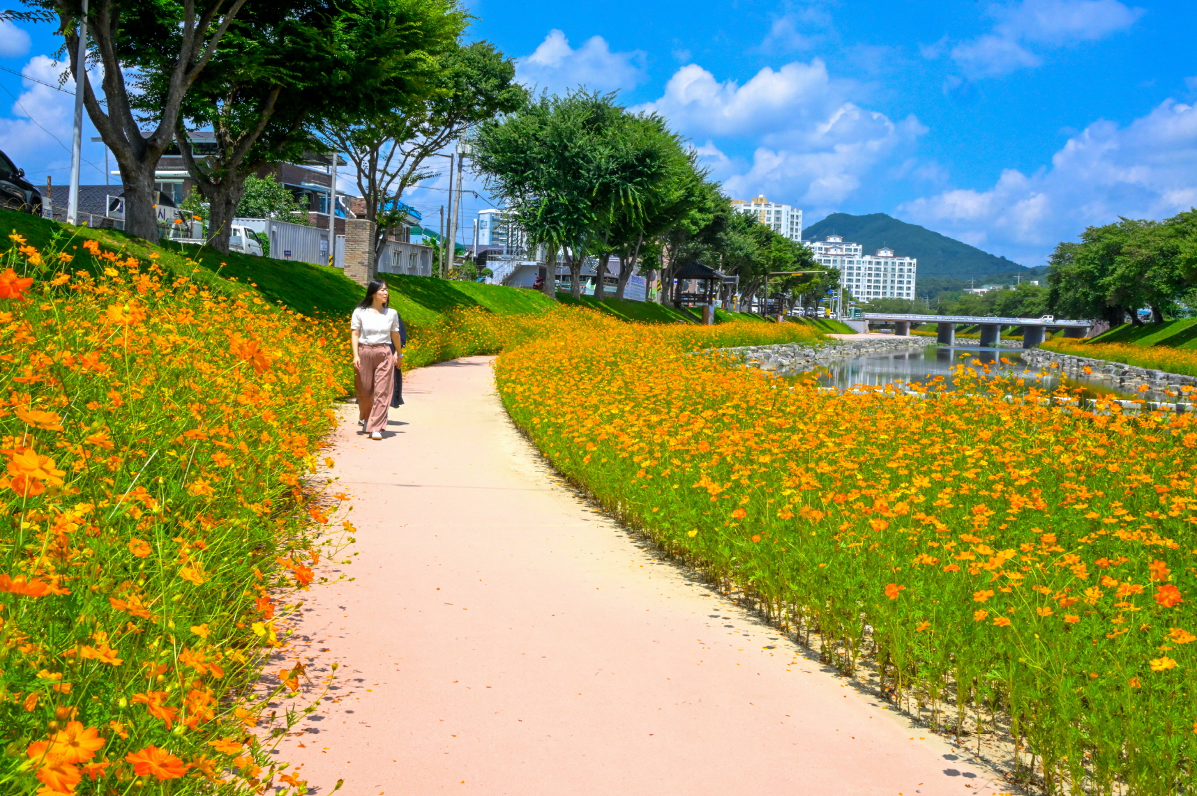 순창 양지천 산책로 가을꽃 만개