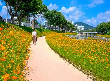 순창 양지천 산책로 가을꽃 만개