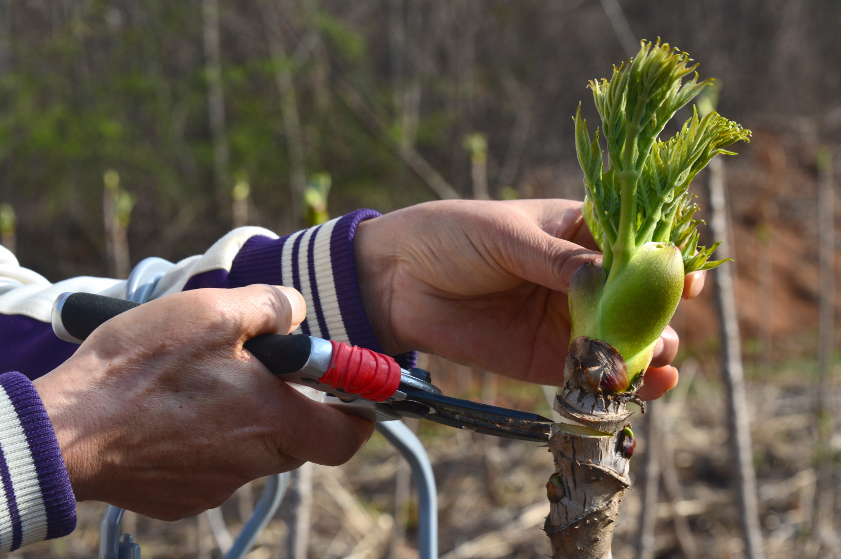 순창군, 2025년도 임업·산림 공익직접지불금 지급