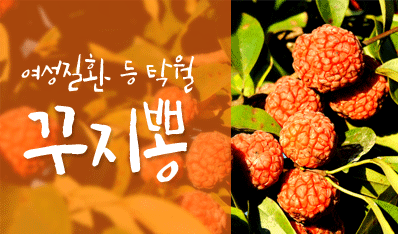 여성질환등 탁월 꾸지뽕