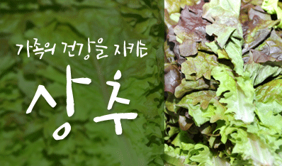 가족의 건가을 지키는 상추