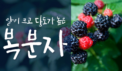 알이 크고 당도가 높은 복분자